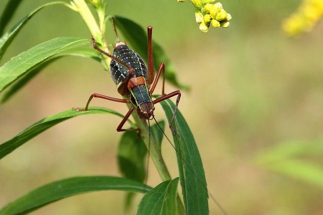 Barbitistes serricauda ???